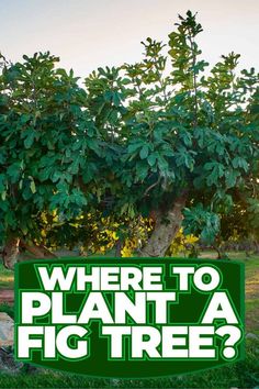 there is a sign that says where to plant a fig tree?