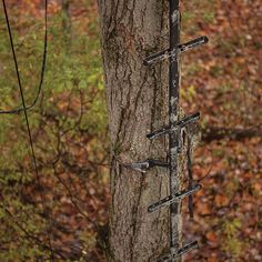 a tree that has some wires attached to it