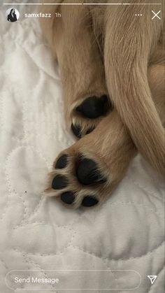 a close up of a dog's paw on a bed