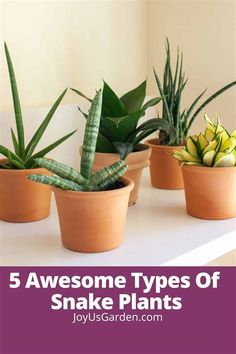 five different types of snake plants in pots