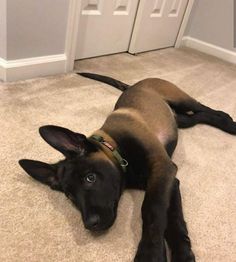 a brown and black dog laying on top of a carpet next to a white door