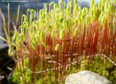 some plants that are growing out of the ground