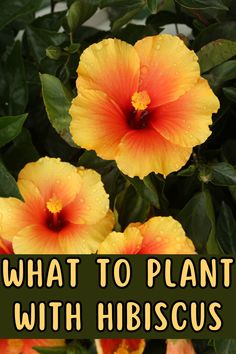 yellow and orange flowers with text overlay that says, what to plant with hibiscus