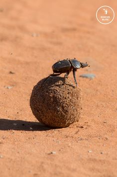 a small beetle sitting on top of a rock in the sand with it's legs spread out