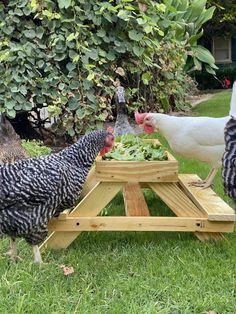 three chickens are standing in the grass near a table with food on it and one chicken is eating