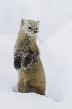 a small animal standing on its hind legs in the snow with it's front paws up