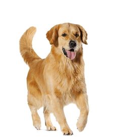 a large brown dog standing on top of a white floor