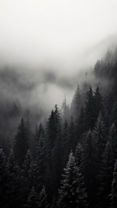 black and white photograph of trees in the fog