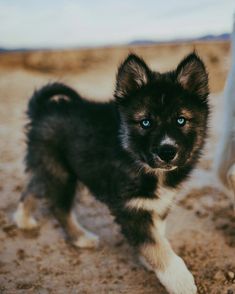 a black and white puppy standing on top of a dirt field