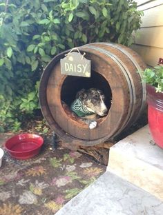 a dog in a wooden barrel with a sign that says daisy on it and some potted plants next to it