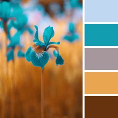 a blue flower in the middle of a field with brown and teal hues