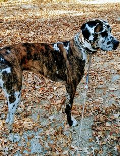 a brown and white dog standing on top of leaves