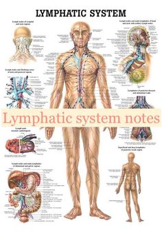 Lymphatic system notes Lymph System, Lymph Drainage, Healing Touch, Endocrine System, Body Anatomy