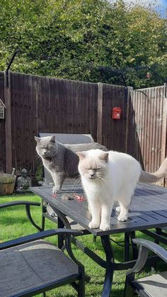 two cats standing on top of a table in the grass next to a wooden fence