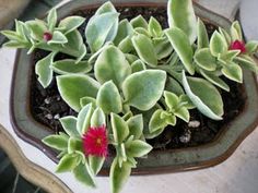 small green plants with red flowers in a pot