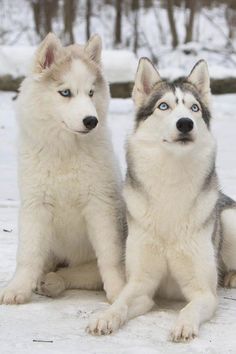 two husky dogs sitting in the snow with their eyes open and one looking at the camera