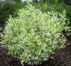 a bush with green leaves in the middle of some dirt