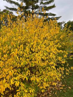 a bush with yellow flowers in the foreground