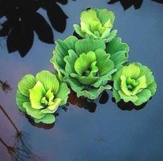 three green flowers are floating in the water