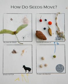 an image of how do seeds move? with pictures and words on the front cover