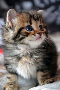 a small kitten with blue eyes sitting on a bed looking up at something in the air