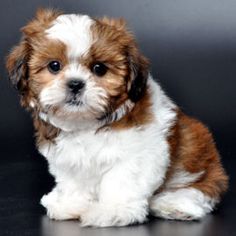 a small brown and white dog sitting on top of a black floor next to a gray wall