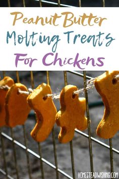 peanut butter molting treats for chickens on a wire rack with text overlay