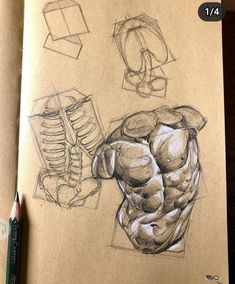 a pencil drawing of a torso and muscles