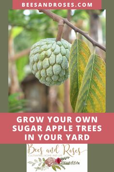 a tree with green leaves and the words grow your own sugar apple trees in your yard