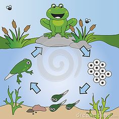 frog and fish in the pond