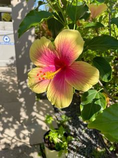 a pink and yellow flower is blooming in a pot on the side of a building