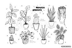 hand drawn house plants in pots