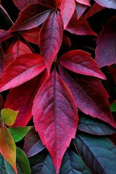 red and green leaves are in the foreground