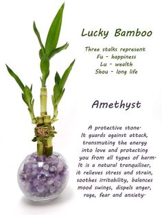 lucky bamboo in a glass vase with amethyst