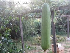 an unripe cucumber hanging from a pergolated trellis in a garden