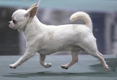 a small white dog is running on the street with his tail up and ears down