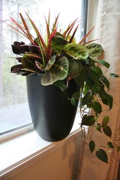 a potted plant sitting on top of a window sill next to a window