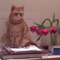 a cat sitting on top of a desk next to a vase with flowers in it