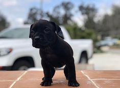 a small black dog standing on top of a tile floor next to a white truck