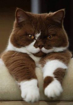 a brown and white cat sitting on top of a couch