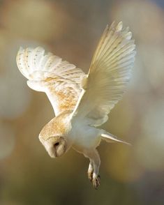 an owl flying through the air with its wings spread