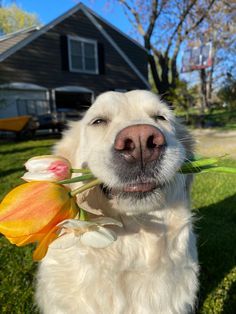 a close up of a dog holding a flower in its mouth and looking at the camera