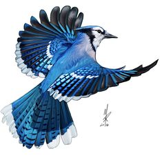 a blue and white bird is flying in the air