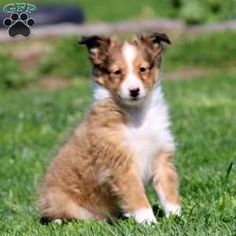 a small brown and white dog sitting in the grass