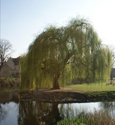 a large willow tree sitting next to a lake