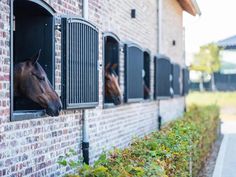 two horses sticking their heads out of windows in a brick building with metal bars on the sides