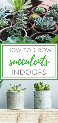 succulents in pots with the title how to grow succulents indoors