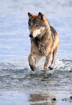 a wolf is running through the water