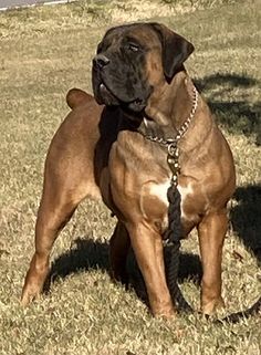 a large brown dog standing on top of a grass covered field