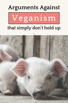 three small white pigs with the words arguments against vegaism that simply don't hold up